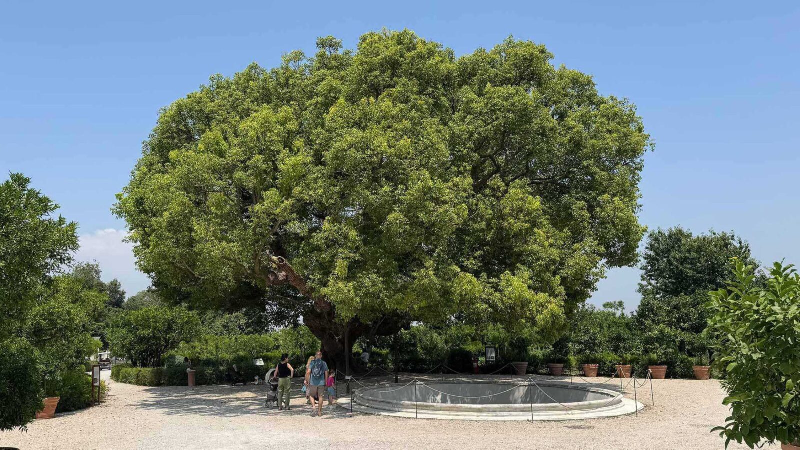 Giardino Torre (by Delizie Reali) - The majestic Camphor tree