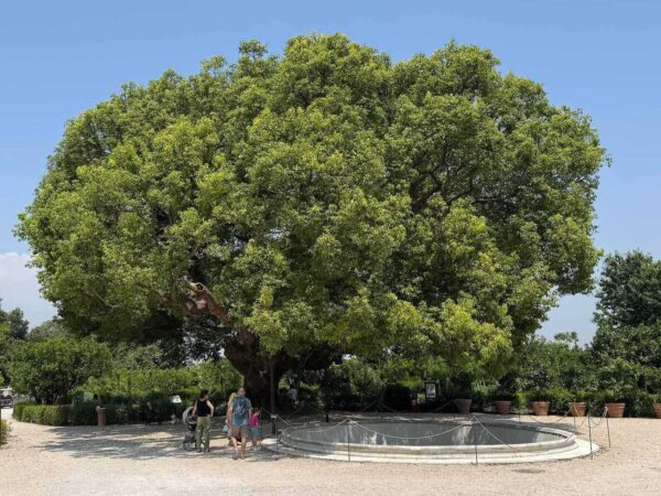 Giardino Torre (by Delizie Reali) - The majestic Camphor tree