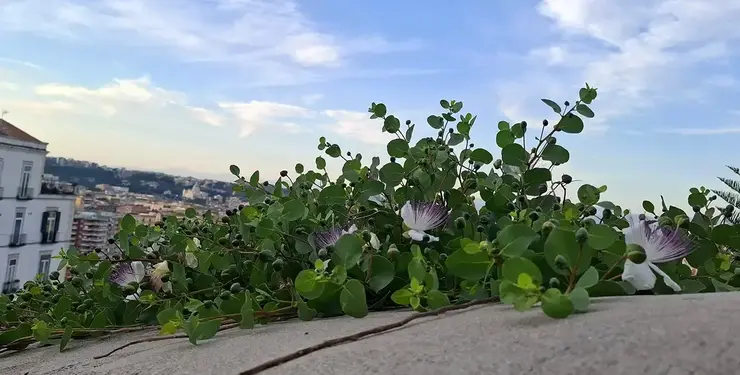 Capers on the Pedamentina of San Martino in Naples